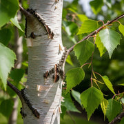 6ft Light-Standard Silver Birch Tree | Betula Pendula | 4/6cm Girth | Grown in 20L Airpot
